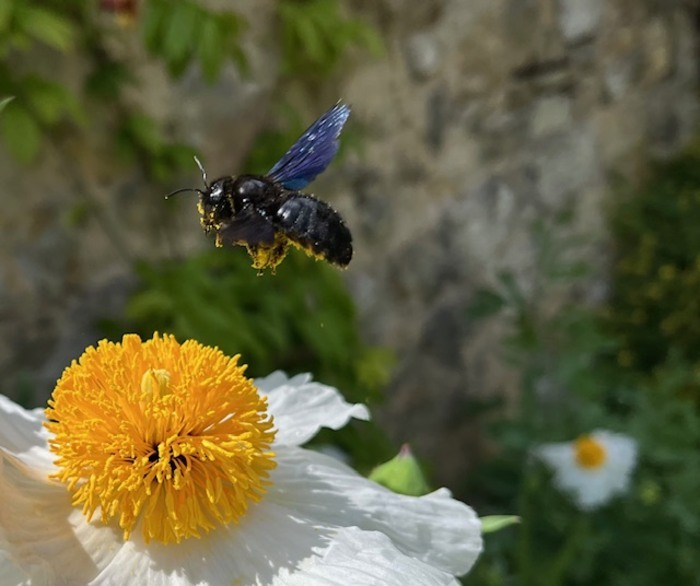 Visite commentée du parc Jeanine Dessay Parc Jeanine Dessay Pontarlier