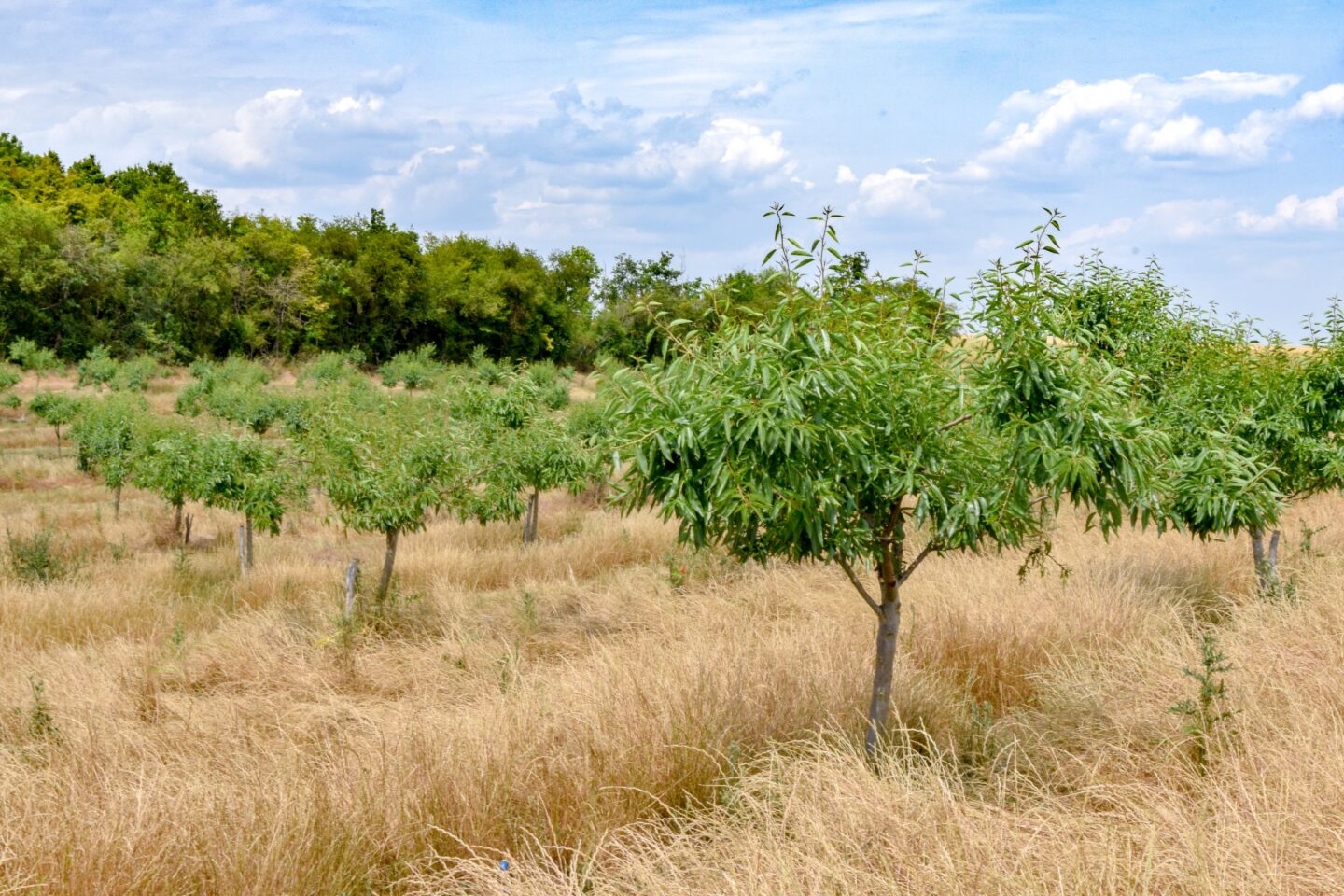 Visite commentée d'une amanderaie du Pithiverais  Ramoulu 2026-05-23