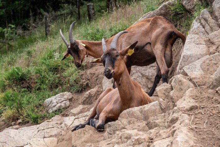 Visite de la chèvrerie à La Myrtilleraie La Myrtilleraie Péreyres