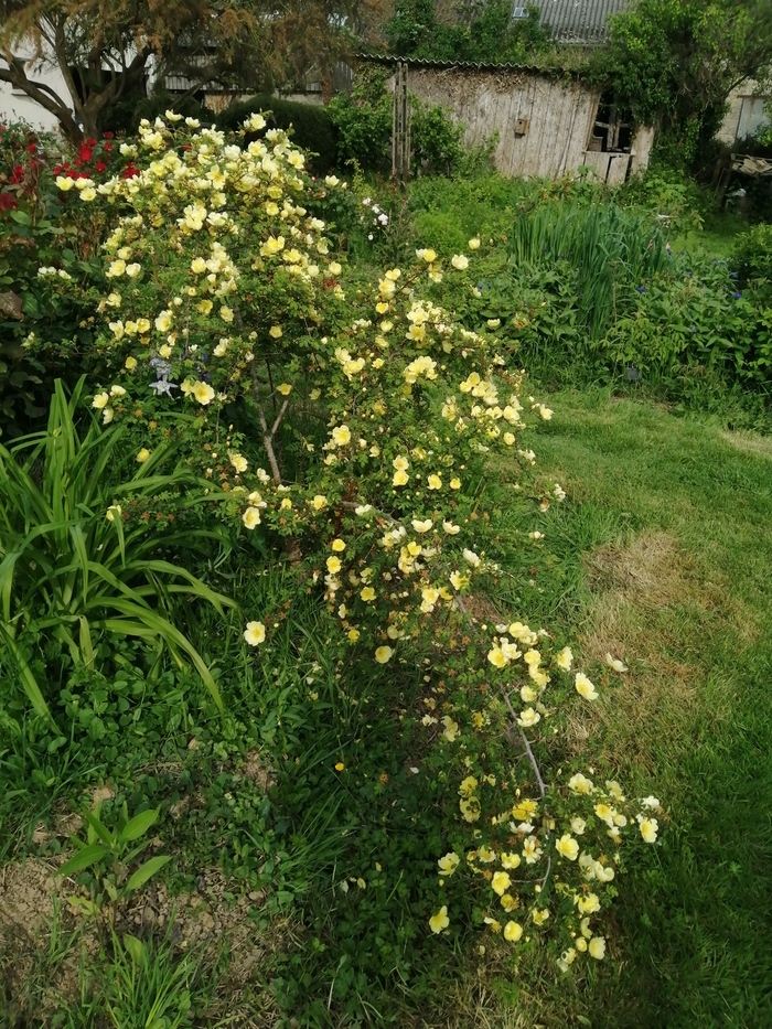 Visite de la collection de rosiers (anciens et botaniques) Le Pont Perrinet Yvignac-la-Tour