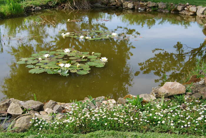 Visite de la Pépinière de Vivaces Comestibles, Aux Sentiers du Bonheur, Bourseul
