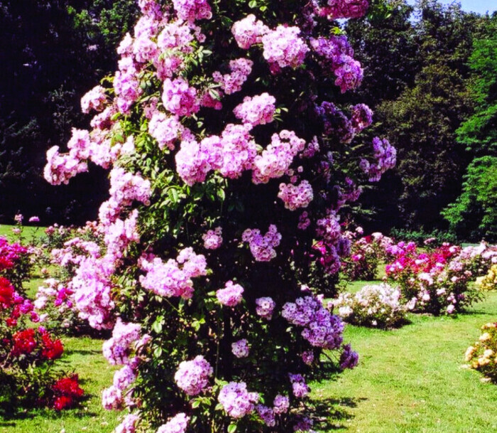 Visite découverte de la Roseraie Loubert, Roseraie Loubert, Les Rosiers-sur-Loire