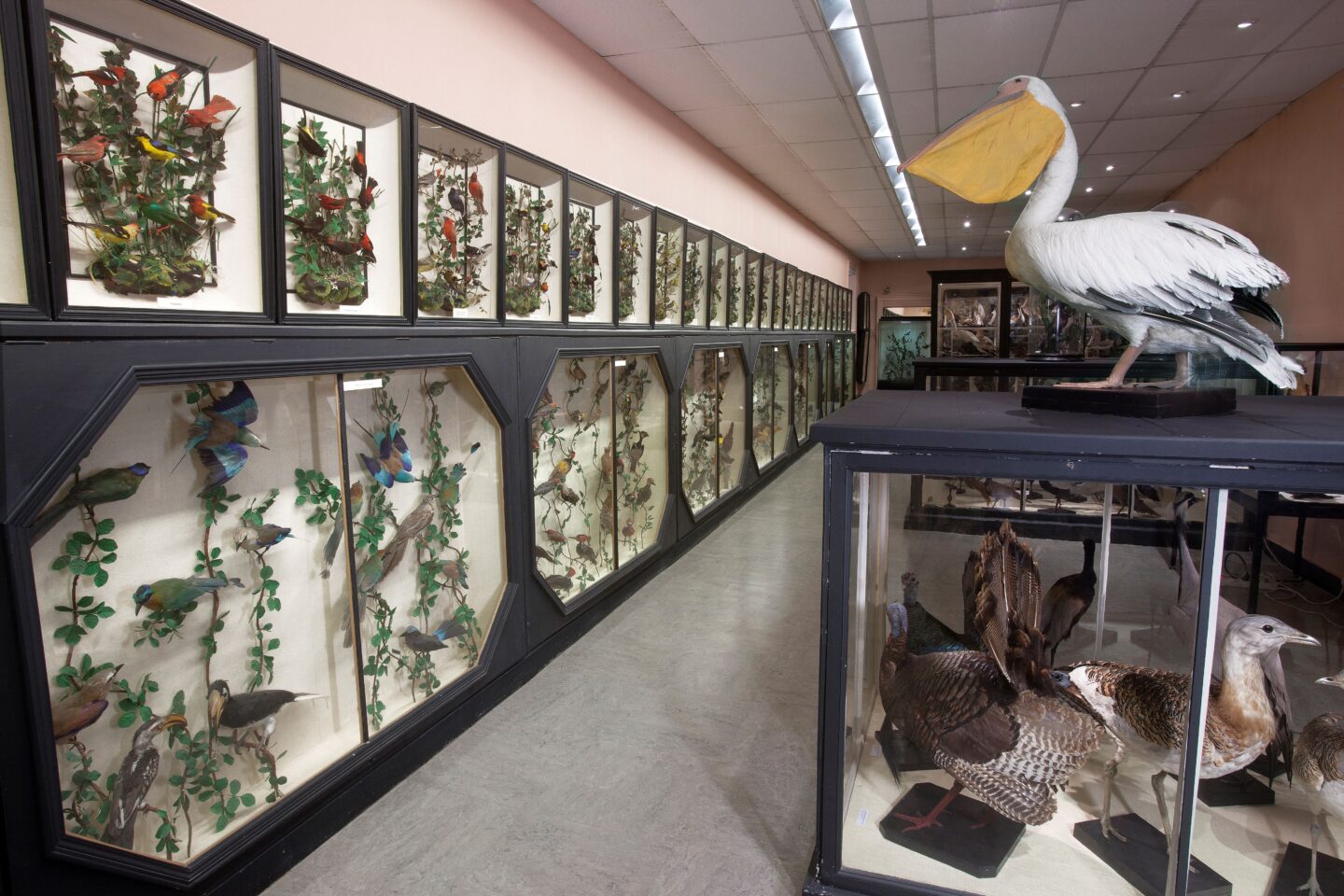 Visite découverte des collections d’histoire naturelle Musée des Beaux-Arts et d'Histoire Naturelle Châteaudun 2026-06-27