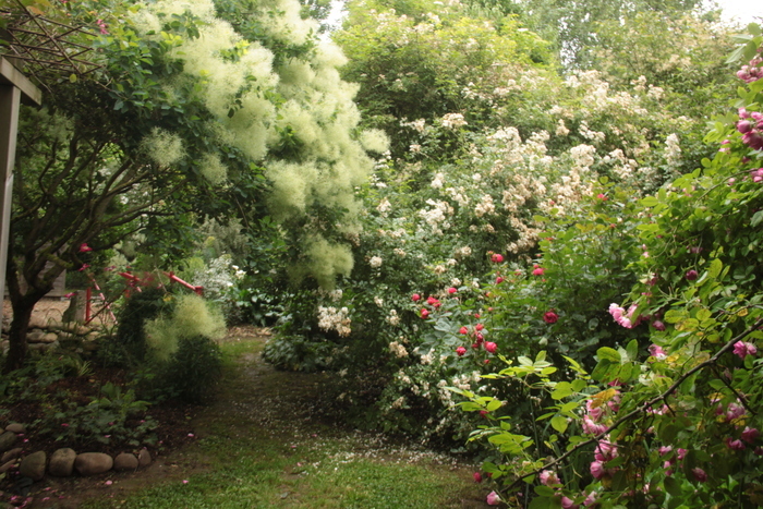 Visite découverte du Clos de la Cornière, Jardin le clos de la Cornière, Priay