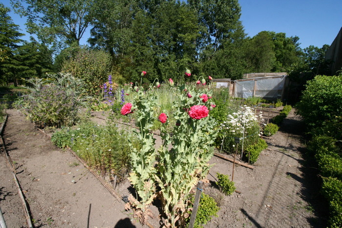 Visite découverte du jardin botanique médiéval, rue fontaine St Maurille 49650 Brain sur Allonnes, Brain-sur-Allonnes