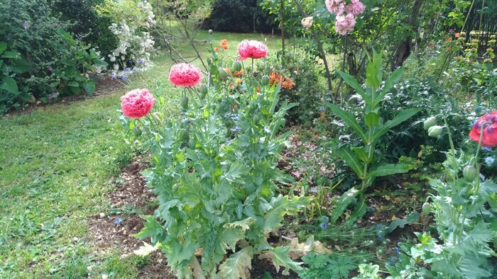 Visite découverte du jardin d&rsquo;agrément, Jardin du Colombier, Septfonds