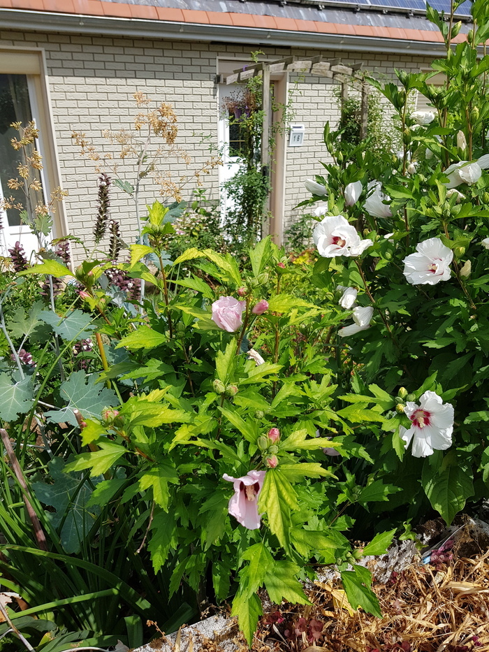 Visite découverte du jardin de Liberté, Jardin de Liberté, 16 rue Ernest Prarond 80100 Abbeville, Abbeville