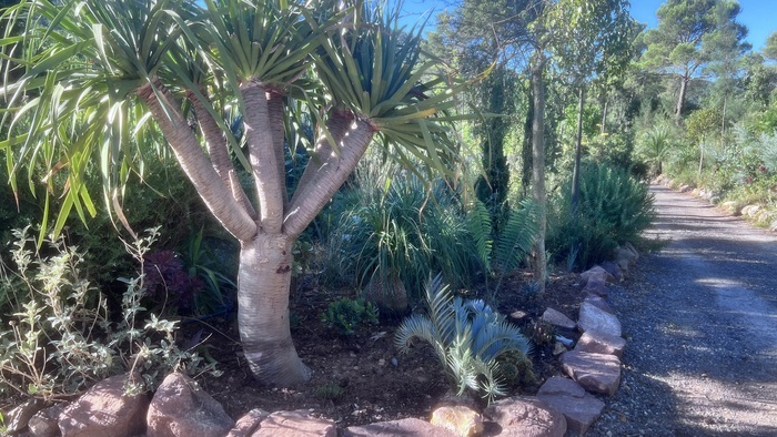 Visite découverte du jardin des plantes australiennes Jardin botanique du Réal Puget-Ville