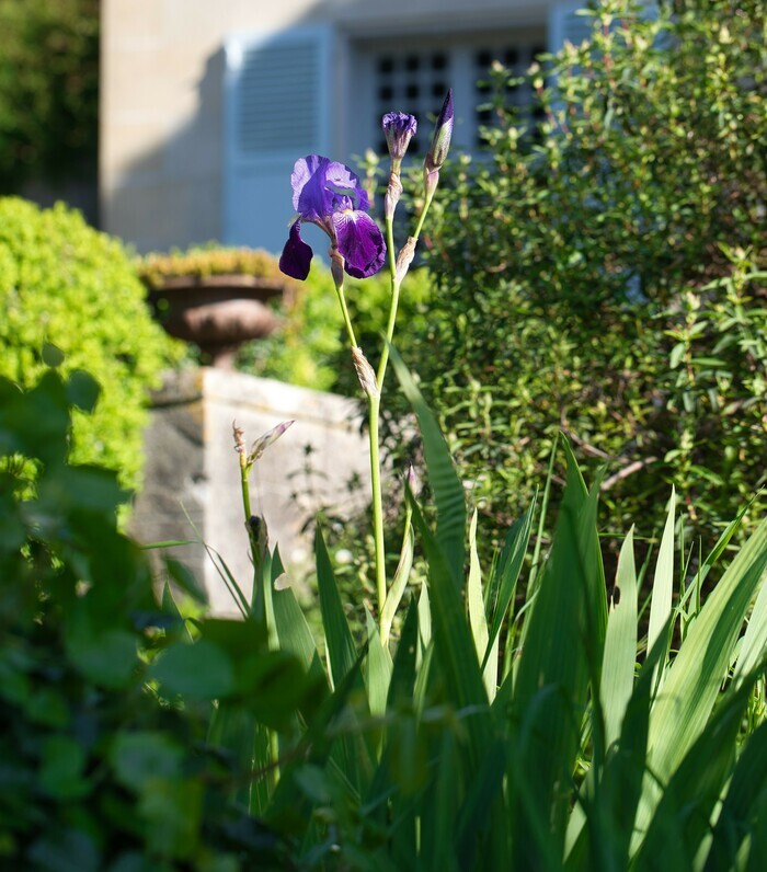Visite découverte du Jardin du docteur Gachet : « Au cœur de l&rsquo;impressionnisme », Maison du Dr Gachet, Auvers-sur-Oise