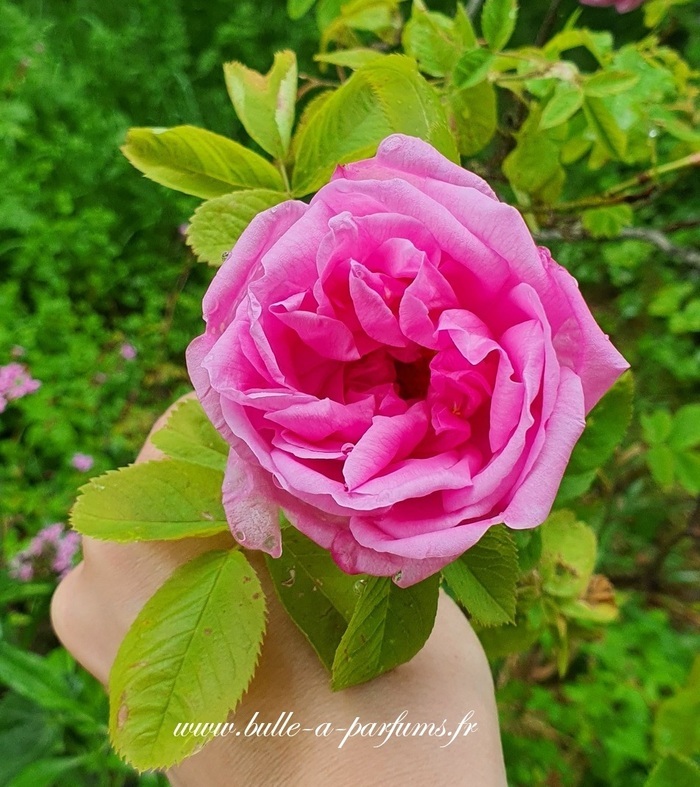 Visite découverte du Jardin parfumé et de la Bulle à Parfums, Jardin parfumé et bulle à parfums, Darbonnay