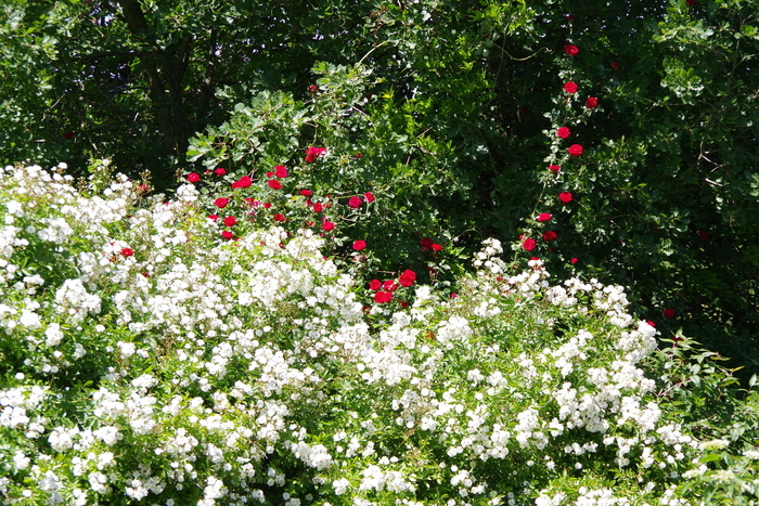 Visite découverte d’un jardin privé et de sa roseraie, Jardin privé à Grandvaux, Grandvaux
