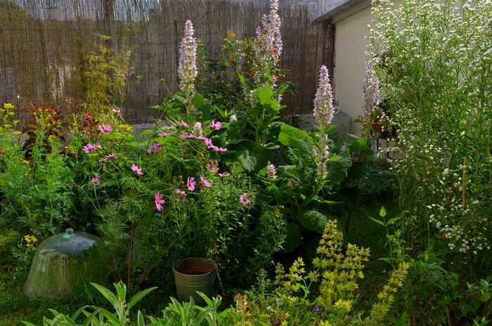 Visite découverte d&rsquo;un petit jardin de plantes aromatiques, comestibles, médicinales et ornementales., Le jardin du pèlerin, Les Gonds