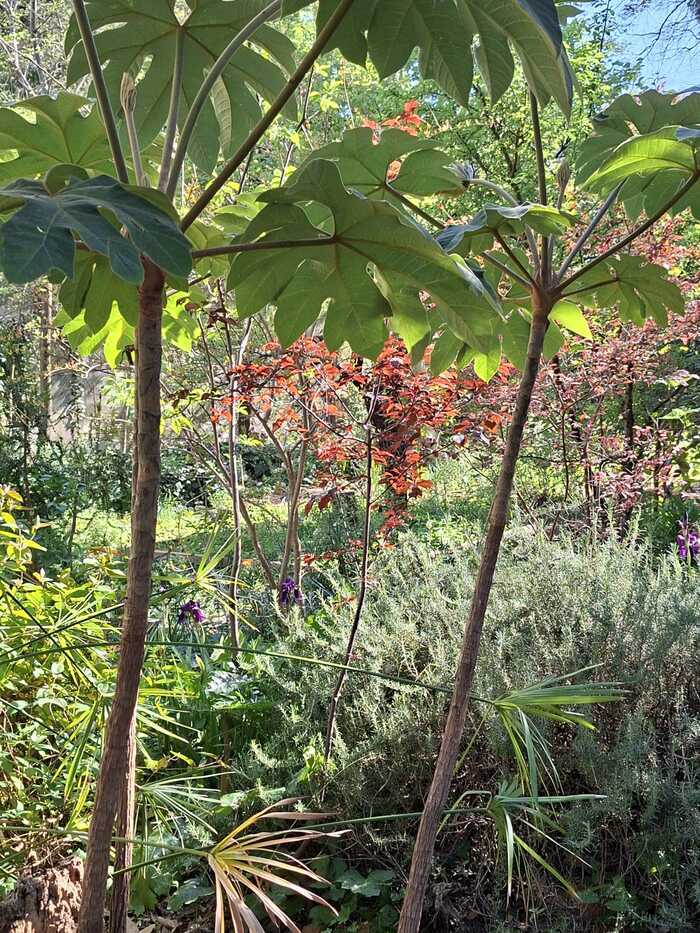 Visite découverte et parcours sensoriel au jardin Jardin de la Reine Montpellier