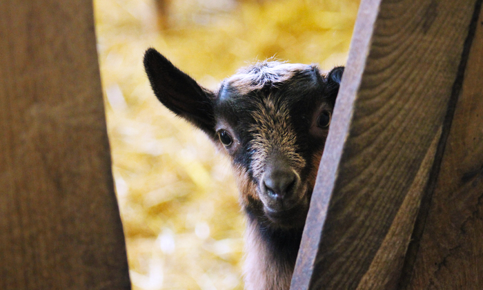 Visite découverte : Réussir l’accueil pédagogique et familial à la ferme, La Chèvreline, Valdallière (14), Valdallière