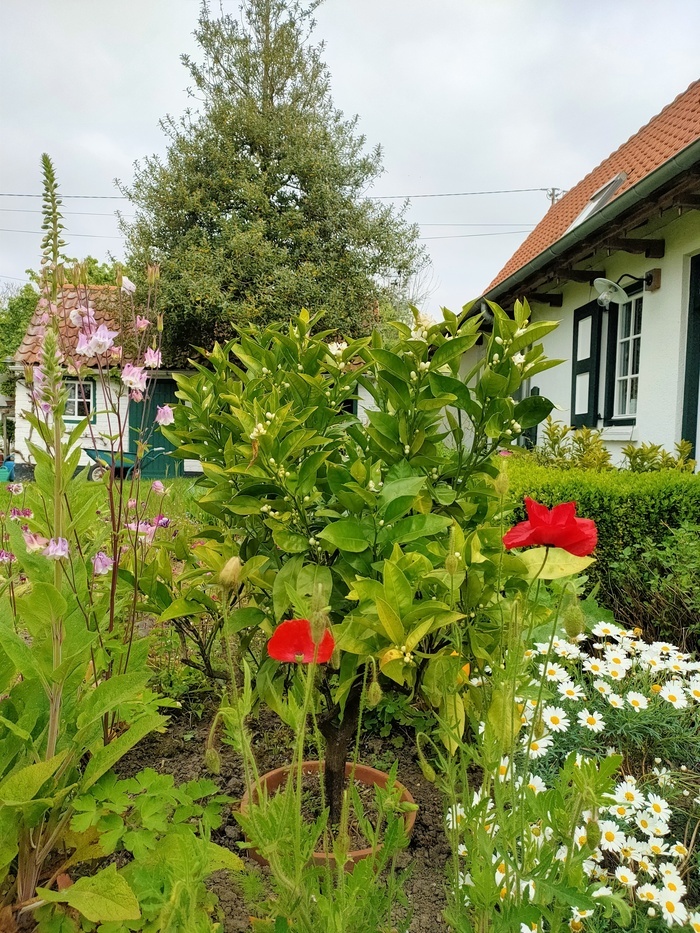 Visite des Deux Jardins et exposition de bonsaïs, Les Deux Jardins, Esquelbecq