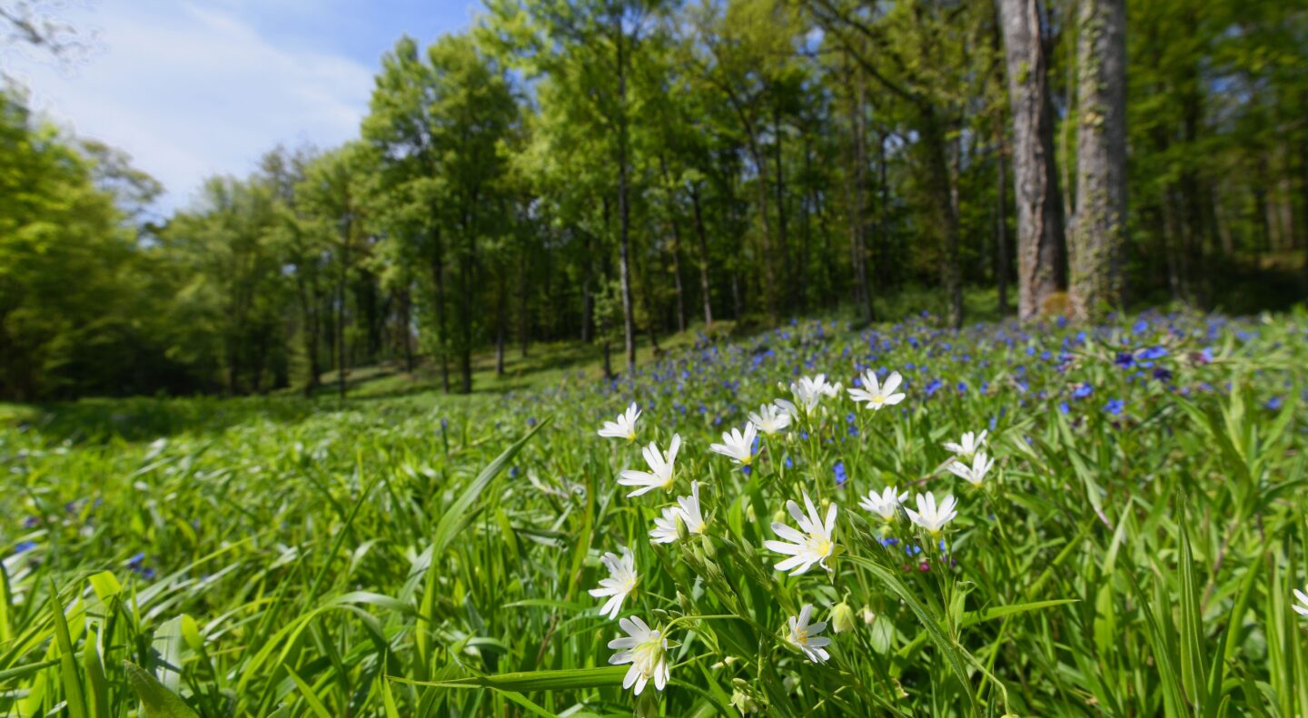 Visite des étangs de Narbonne au fil des saisons  Joué-lès-Tours 2026-10-29