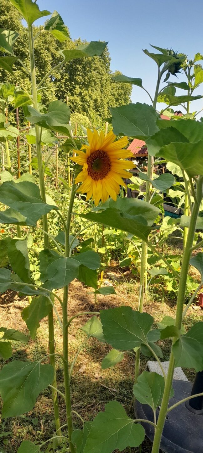 Visite des Jardins Familiaux de Castanet-Tolosan, Jardins familiaux de Castanet-Tolosan, Castanet-Tolosan