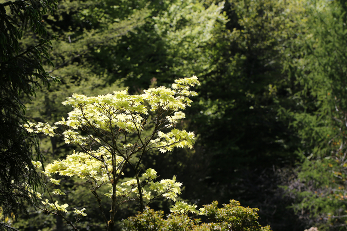 Visite du jardin botanique de Gondremer, Jardin botanique de Gondremer, Autrey