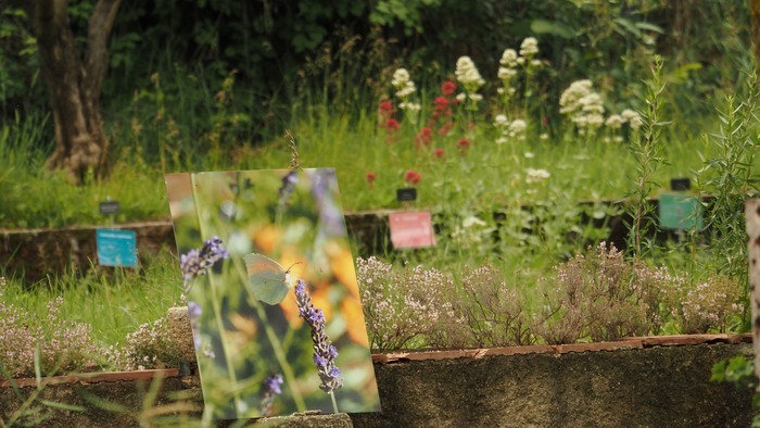 Visite du jardin botanique Les jardins de Vives-Eaux La Brillanne