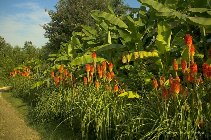 Visite du jardin exotique Palmeraie du Sarthou Bétous