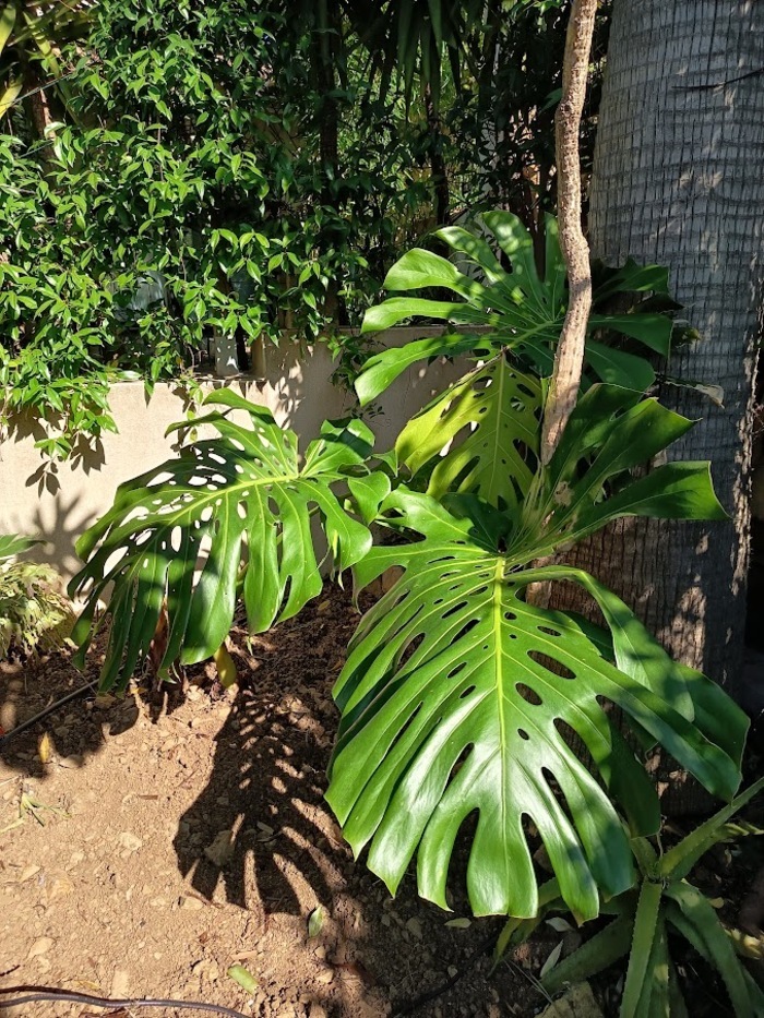 Visite du jardin, Maison d&rsquo;hôtes Coeur d&rsquo;hérault, Péret