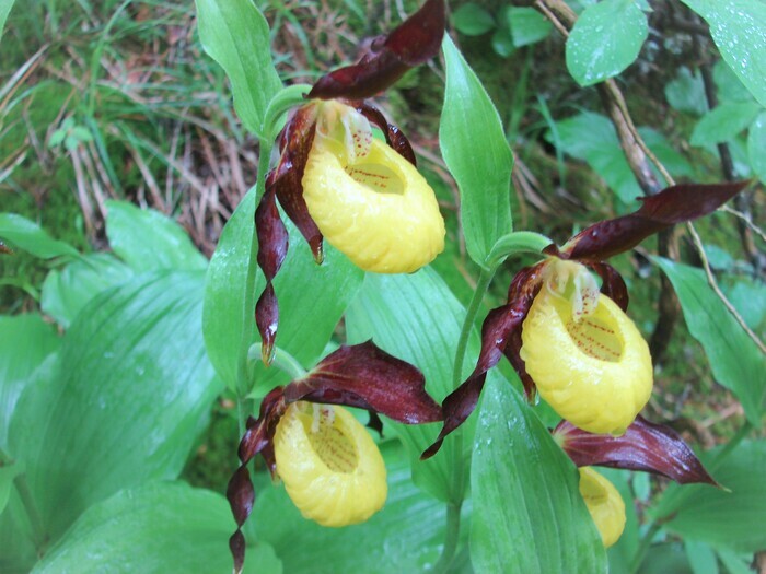 Visite du sentier des Orchidées, Sentier botanique des orchidées, Aillon-le-Jeune