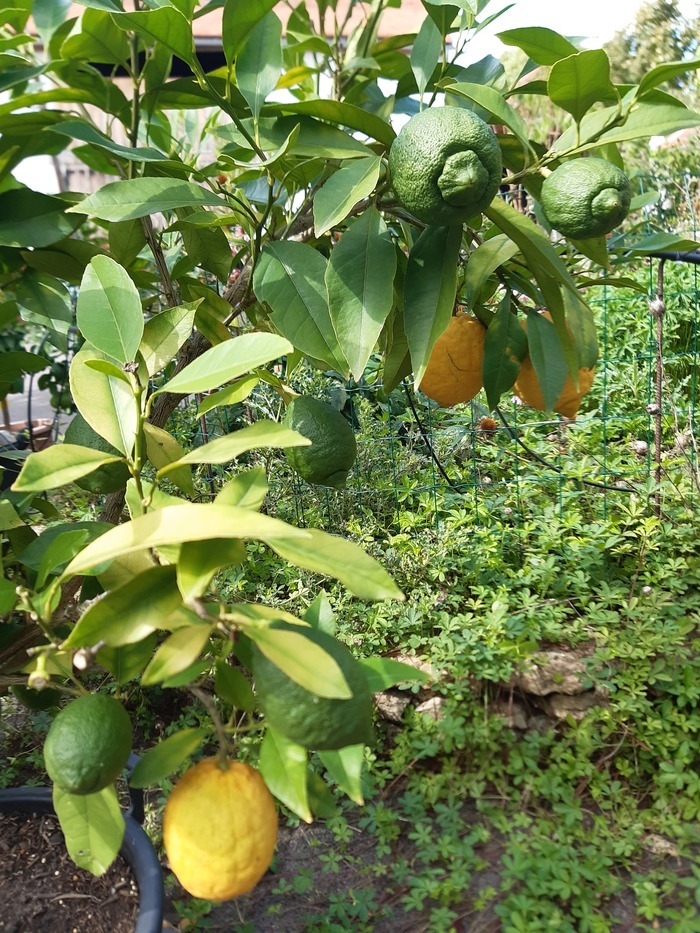 Visite d’un jardin d’agrumes, Jardin d’Agrumes, Flogny-la-Chapelle