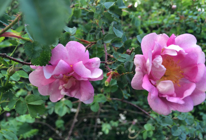 Visite d’un jardin de collections Les Gargalhous Fresselines