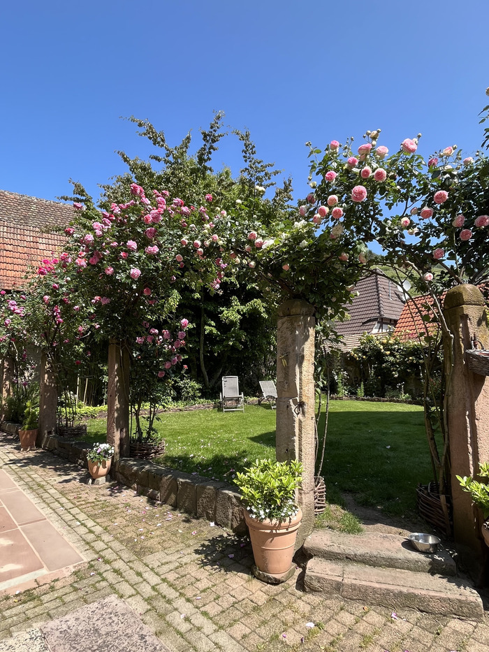 Visite d'un jardin de roses La Vie en rose Andlau