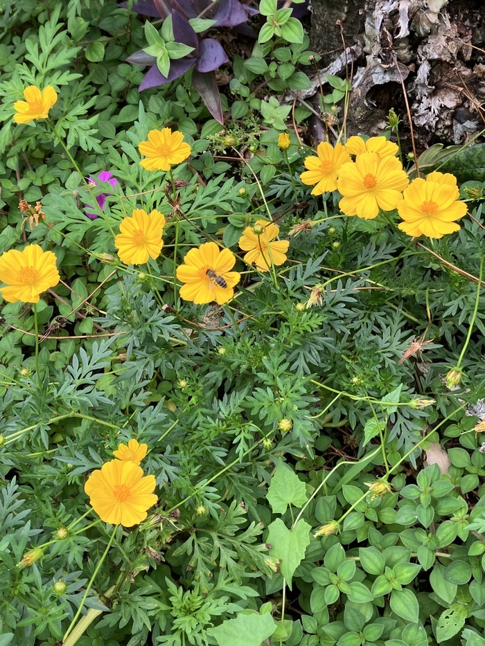 visite d'un jardin privé 76 route de Manzo  François 97240 Le François