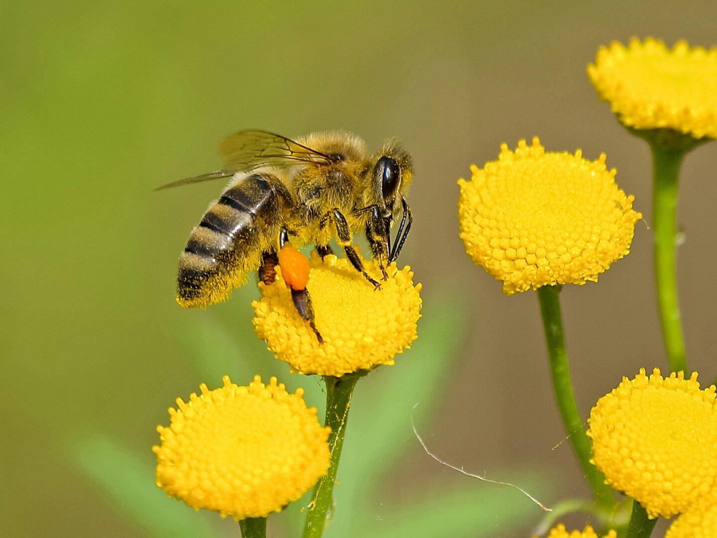 Visite gourmande Le monde fascinant des abeilles  Bonnée