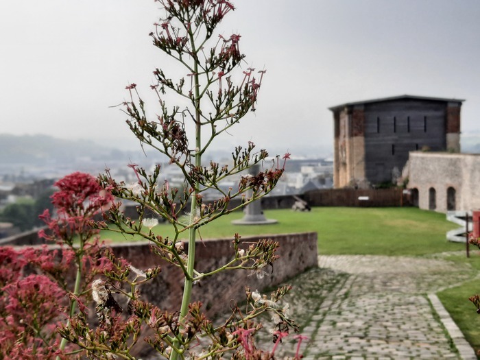 Visite guidée : à la découverte des jardins du château ! Musée de Dieppe Dieppe