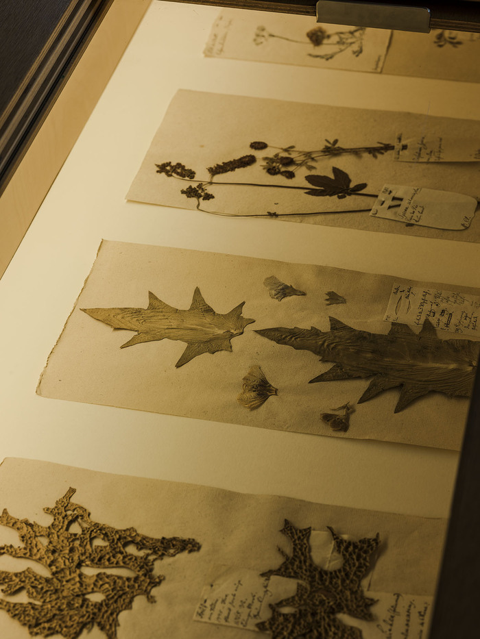 Visite guidée à la lampe torche Musée Jean Frédéric Oberlin Waldersbach