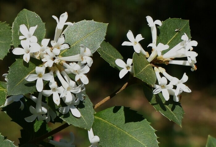Visite guidée : à première vue quelle est cette plante ?, Les jardins de la ferme Ornée, Carrouges
