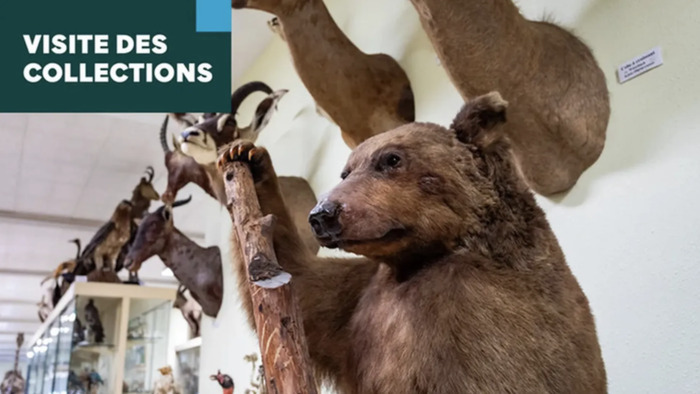 Visite guidée de la galerie de zoologie Bâtiment 2, Campus de Beaulieu – Université de Rennes Rennes