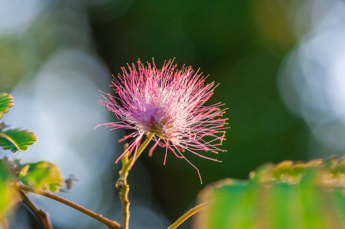 Visite guidée de l&rsquo;arboretum, Arboretum d&rsquo;Harcourt, Harcourt