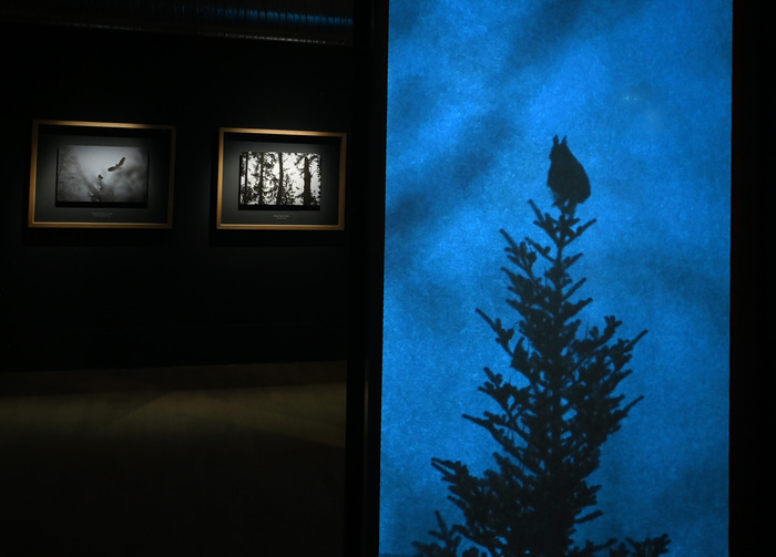 Visite guidée de l’exposition « En forêt, de la gestion à l’évasion », Salagon, musée et jardins, Mane