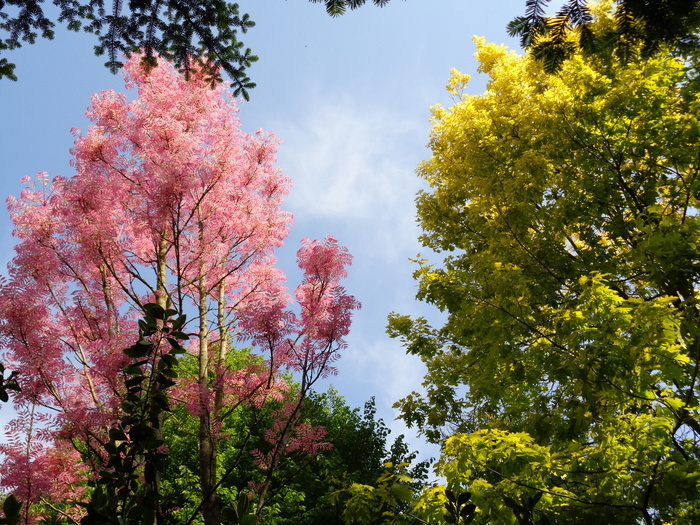 Visite guidée découverte du parc arboré Parc arboré Luminosa Drucourt