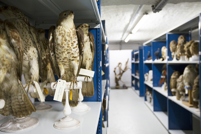 Visite guidée des réserves : quels sont les trésors cachés dans les réserves du musée ?, Fabrique des Savoirs, Elbeuf