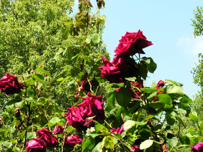 Visite guidée du jardin Jardin de la vallée Les Monts du Roumois