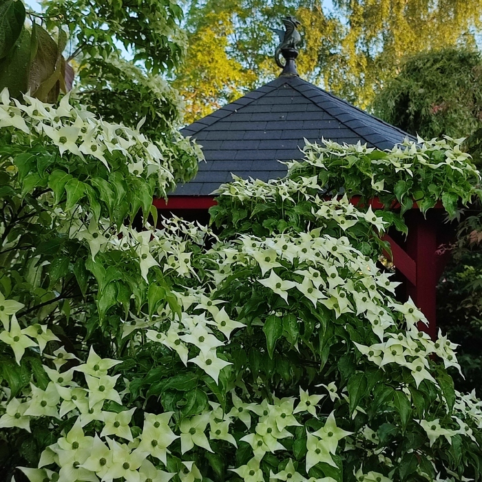 Visite guidée en présence de la propriétaire jardinière, Le jardin de Véga, Vienne-en-Val