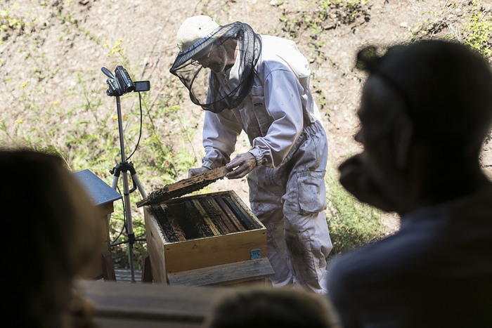 Visite immersive dans le monde des abeilles – découvrir le métier d’apiculteur, L&rsquo;arc en Miel, Saint-Affrique