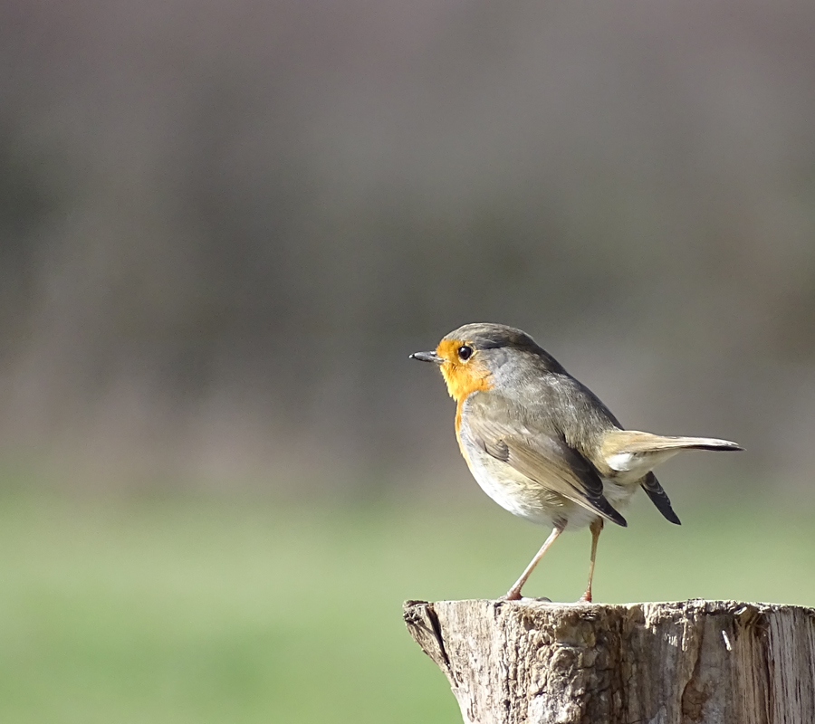 Visite Le chant des oiseaux  Bruère-Allichamps