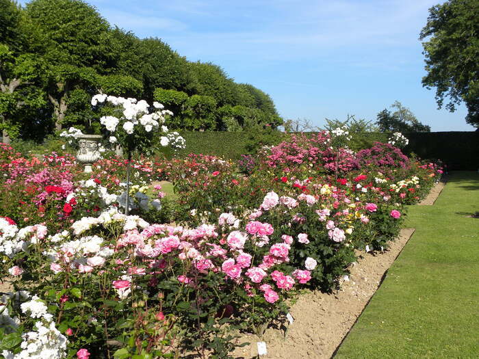 Visite libre de la roseraie, Château de Mesnil Geoffroy, Ermenouville