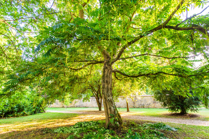 Visite libre de l&rsquo;arboretum, Arboretum d&rsquo;Harcourt, Harcourt