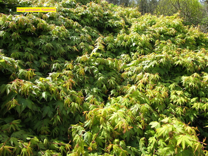 Visite libre découverte du jardin du Mesnil et du parc botanique de Bray, Jardin du Mesnil, Montérolier