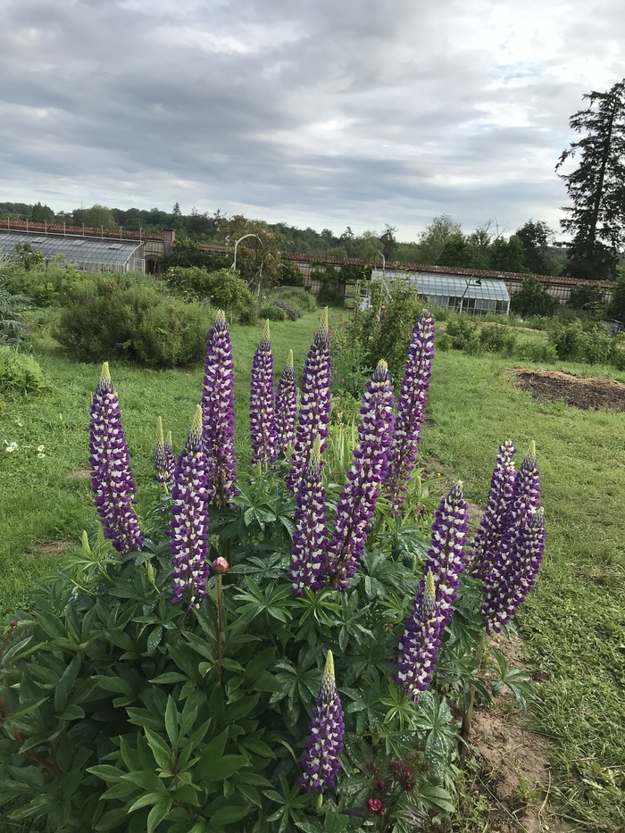 Visite libre découverte du jardin potager Domaine de Chambray Mesnils-sur-Iton
