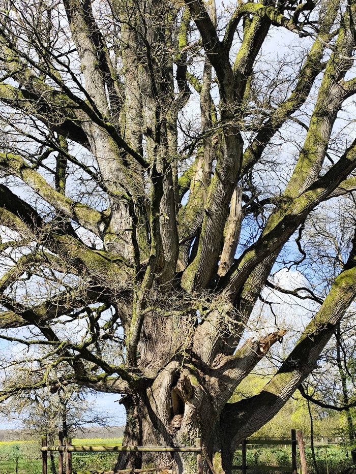 Visite libre du chêne de la Meslière, Haras de La Meslière, Longny les Villages