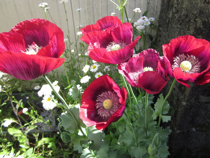 Visite libre du jardin Au Bout de La Lande Jardin Au bout de la Lande Plévin