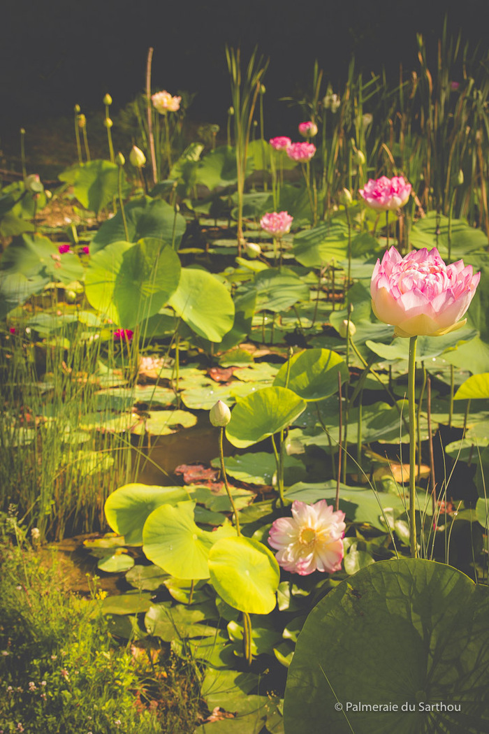Visite libre du jardin exotique Palmeraie du Sarthou Bétous